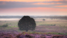 Pictured: Roydon Common Nature Reserve